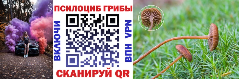 kraken как зайти  Тара  Галлюциногенные грибы Magic Shrooms  закладка 